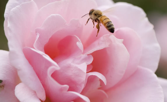 © The New York Botanical Garden